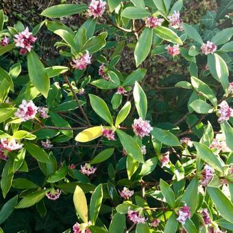 Daphne odora 'Aureomarginata'