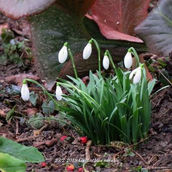 Galanthus nivalis