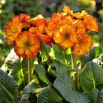 Primula veris 'Fire' - Sleutelbloem