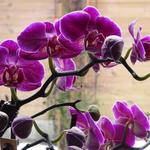 Phalaenopsis 'Little Kolibri' - Vlinderorchidee