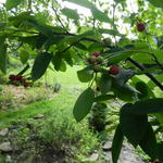 Amelanchier laevis 'Ballerina' - Krentenboompje