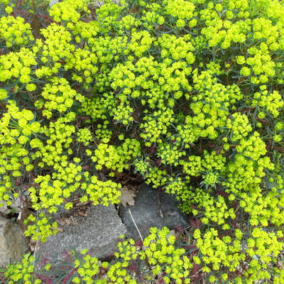 Cipreswolfsmelk - Euphorbia cyparissias   'Clarice Howard'