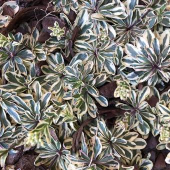 Arabis ferdinandi-coburgi ‘Variegata’