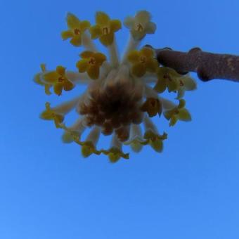 Edgeworthia chrysantha 'Grandiflora'