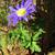 Anemone blanda