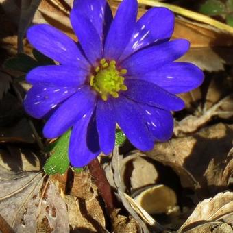 Anemone blanda