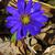 Anemone blanda