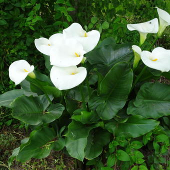 Zantedeschia aethiopica