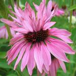 Echinacea purpurea 'Doubledecker' - Rode zonnehoed