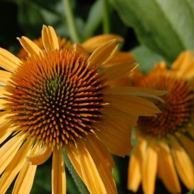 Rode zonnehoed - Echinacea purpurea 'Harvest Moon'