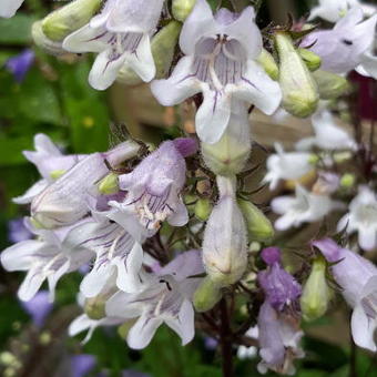 Penstemon digitalis 'Joke'