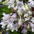 Penstemon digitalis 'Joke'