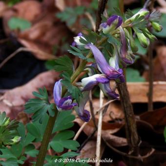 Corydalis solida