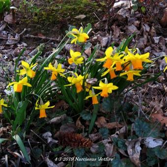 Narcissus 'Jetfire'