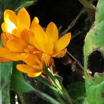 Crocus olivieri subsp. balansae 'Orange Monarch'