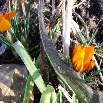 Crocus olivieri subsp. balansae 'Orange Monarch'