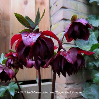 Helleborus orientalis 'Purple Pink Pompon'