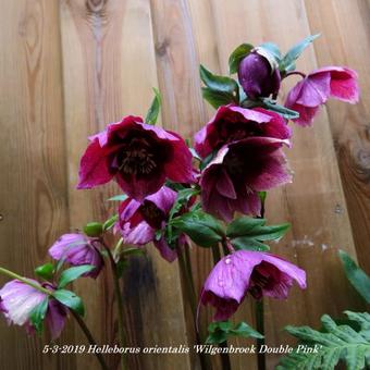 Helleborus orientalis 'Wilgenbroek Double Pink'