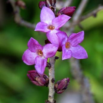 Daphne mezereum 'Rubra'