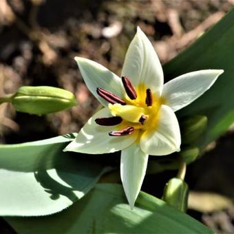 Tulipa turkestanica