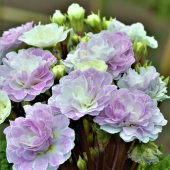 Primula vulgaris BELARINA 'Pink Ice'