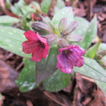 Pulmonaria saccharata 'Mrs. Moon'