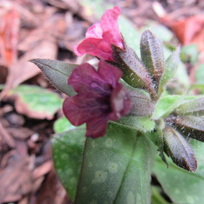 Longkruid - Pulmonaria saccharata 'Mrs. Moon'