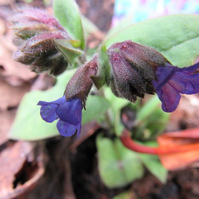 Longkruid - Pulmonaria angustifolia 'Blaues Meer'