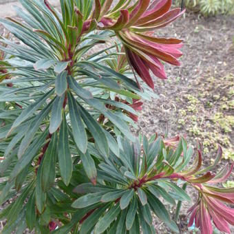 Euphorbia amygdaloides 'Ruby Glow'