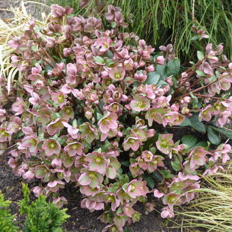 Helleborus x sahinii 'Winterbells'