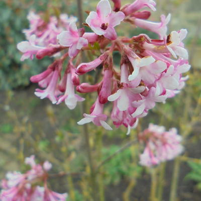 Sneeuwbal - Viburnum x bodnantense 'Dawn'