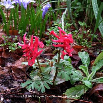 Corydalis solida 'George P. Baker'