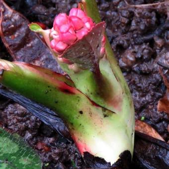 Bergenia hybride