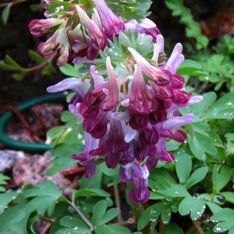 Corydalis solida