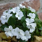 Primula minima 'Alba' - Sleutelbloem