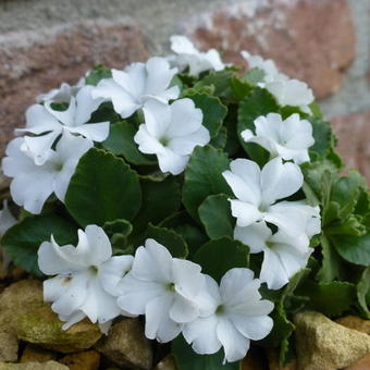 Primula minima 'Alba'