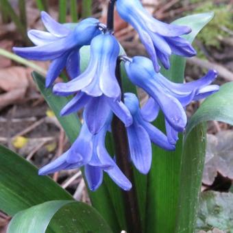 Hyacinthus