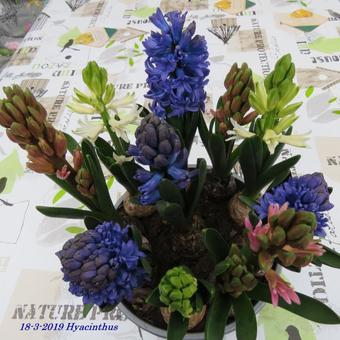 Hyacinthus