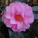 Camellia 'Spring Festival' - Camelia