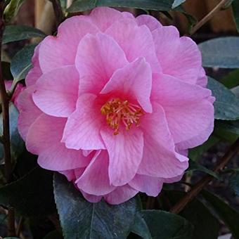 Camellia 'Spring Festival'