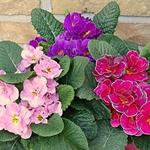 Primula 'Think Pink' - Sleutelbloem