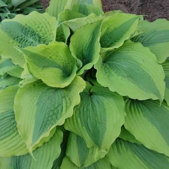 Hosta 'Goodness Gracious'