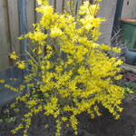 Chinees klokje - Forsythia intermedia 'Lynwood'