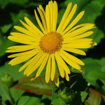 Doronicum orientale