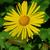 Doronicum orientale