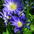 Anemone blanda