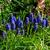 Muscari botryoides