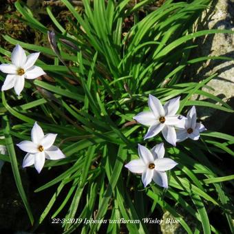 Ipheion uniflorum 'Wisley Blue'