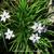 Ipheion uniflorum 'Wisley Blue'