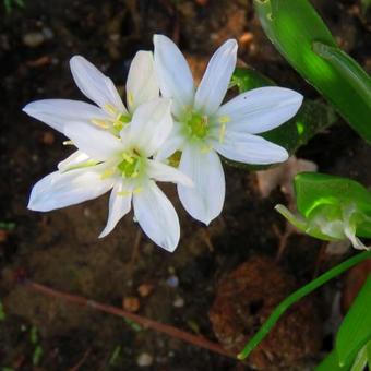 Ornithogalum balansae